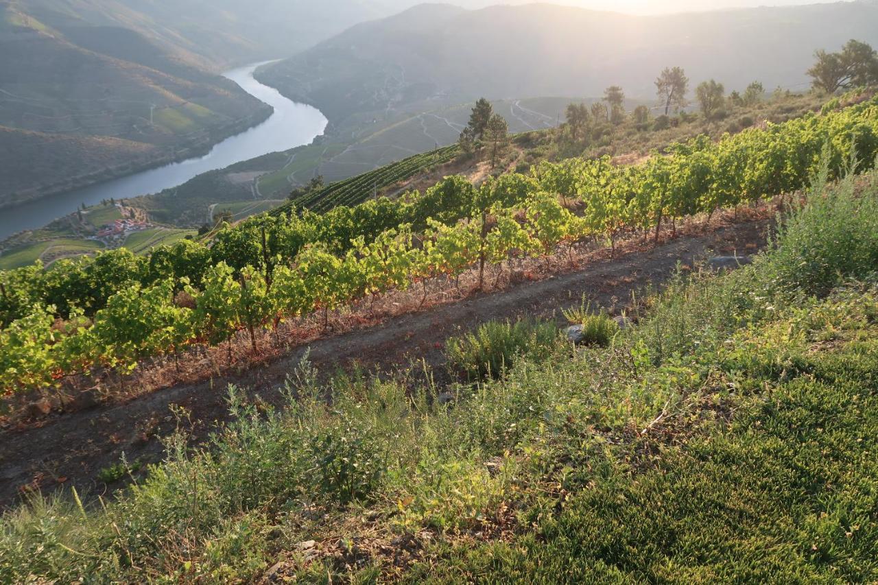 Stay At The Winemaker Ervedosa do Douro ภายนอก รูปภาพ