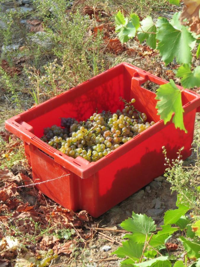Stay At The Winemaker Ervedosa do Douro ภายนอก รูปภาพ