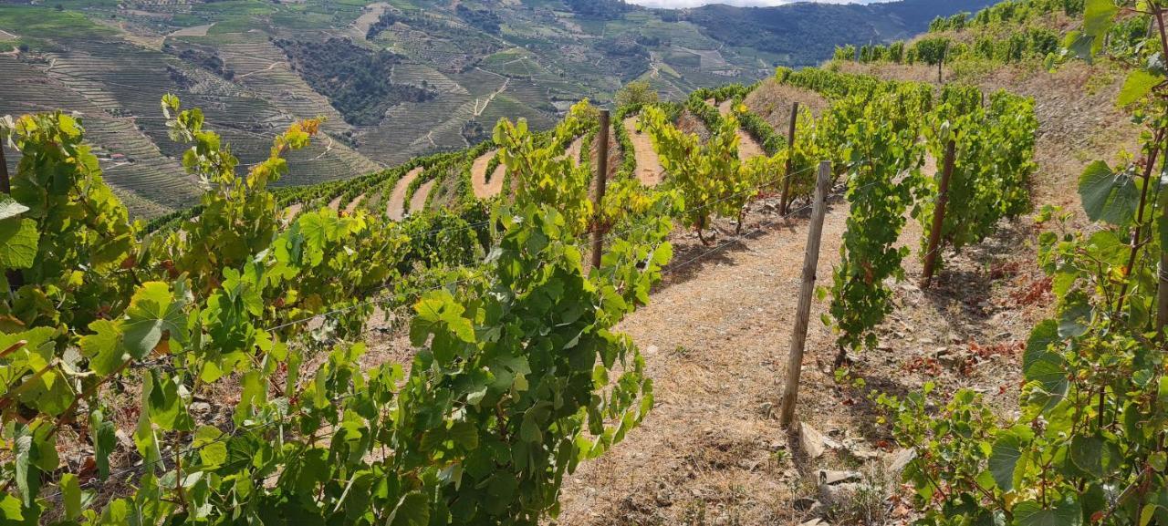 Stay At The Winemaker Ervedosa do Douro ภายนอก รูปภาพ